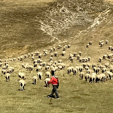 The shepherd with his flock
